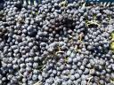 Nero table grape fair - limited quantities