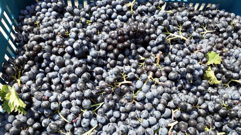 Nero table grape fair - limited quantities