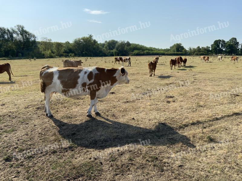 Wysokiej jakości stada bydła mięsnego