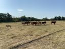 Quality beef cattle herds