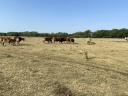 Quality beef cattle herds