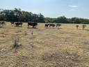 Quality beef cattle herds