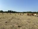 Quality beef cattle herds