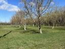 Walnut (2, 5 ha) + arable land (5 ha) | fenced | direct access to road 5