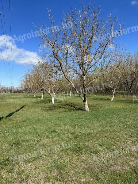 Walnut (2, 5 ha) + arable land (5 ha) | fenced | direct access to road 5