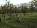 Walnut (2, 5 ha) + arable land (5 ha) | fenced | direct access to road 5