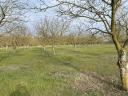 Walnut (2, 5 ha) + arable land (5 ha) | fenced | direct access to road 5