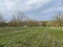 Walnut (2, 5 ha) + arable land (5 ha) | fenced | direct access to road 5