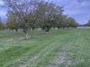 Walnut (2, 5 ha) + arable land (5 ha) | fenced | direct access to road 5