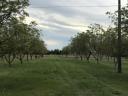 Walnut (2, 5 ha) + arable land (5 ha) | fenced | direct access to road 5