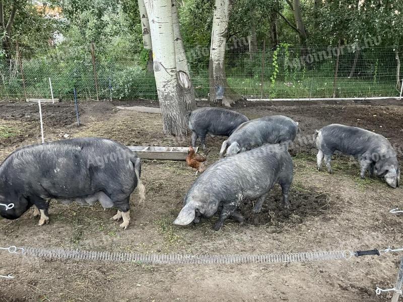 Korvald piglets and piglets from Korvald sire, Berkshire dam for sale