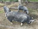 Korvald piglets and piglets from Korvald sire, Berkshire dam for sale