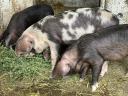 Korvald piglets and piglets from Korvald sire, Berkshire dam for sale