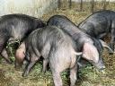 Korvald piglets and piglets from Korvald sire, Berkshire dam for sale