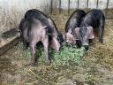 Korvald piglets and piglets from Korvald sire, Berkshire dam for sale