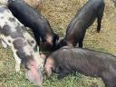 Korvald piglets and piglets from Korvald sire, Berkshire dam for sale