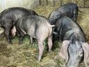 Korvald piglets and piglets from Korvald sire, Berkshire dam for sale