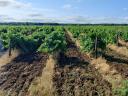 Weinberge zum Verkauf in der Weinregion Sopron