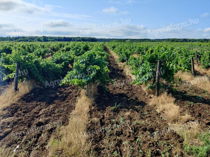 Vinogradi za prodajo v vinski regiji Sopron