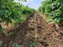 Vineyards for sale in the Sopron wine region