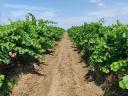 Weinberge zum Verkauf in der Weinregion Sopron