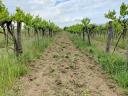 Vineyards for sale in the Sopron wine region