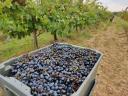 Weinberge zum Verkauf in der Weinregion Sopron