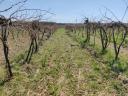 Weinberge zum Verkauf in der Weinregion Sopron