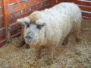 Mangalica-Zuchttiere, Ferkel und Masttiere