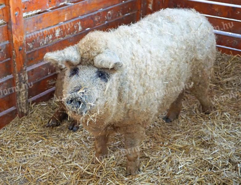 Mangalica-Zuchttiere, Ferkel und Masttiere