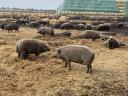 Mangalica-Zuchttiere, Ferkel und Masttiere