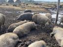 Mangalica-Zuchttiere, Ferkel und Masttiere