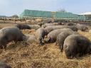 Mangalica-Zuchttiere, Ferkel und Masttiere