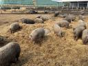 Mangalica-Zuchttiere, Ferkel und Masttiere