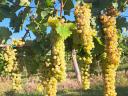 Furmint and lime leaf grapes for sale