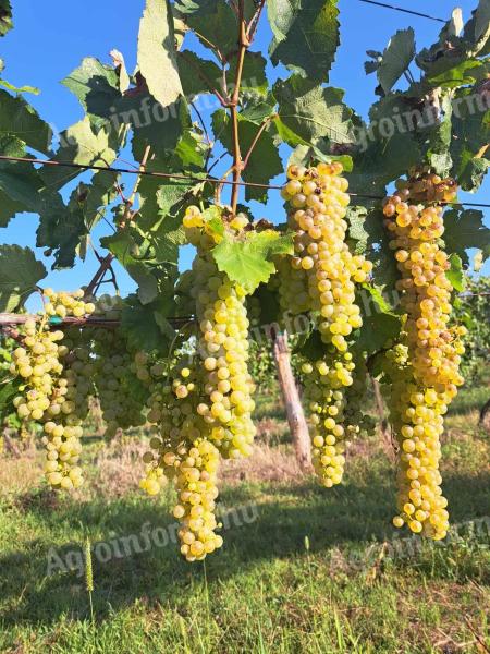 Furmint and lime leaf grapes for sale