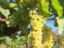 Furmint and lime leaf grapes for sale