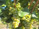 Furmint and lime leaf grapes for sale