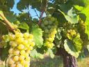 Furmint and lime leaf grapes for sale