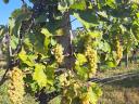 Furmint and lime leaf grapes for sale