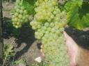 Furmint and lime leaf grapes for sale