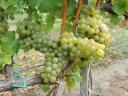 Quality wine grapes for sale