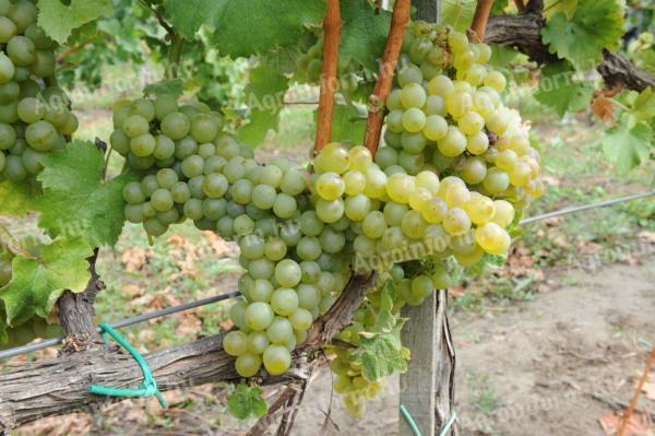 Quality wine grapes for sale