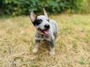 Australian Cattle Dog caută un stăpân