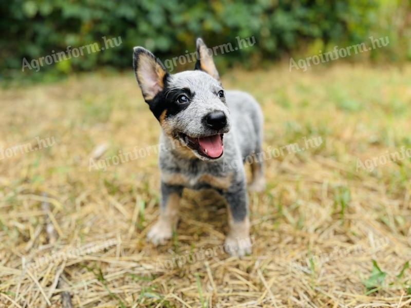 Australian Cattle Dog sucht einen Besitzer