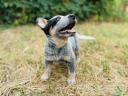 Australian Cattle Dog caută un stăpân