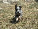 Australian Cattle Dog sucht einen Besitzer