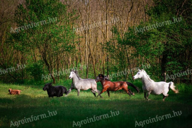 Tražimo kolegu konjičkog sporta na duže vrijeme, uz pristojan smještaj