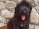 Terrier negru rusesc