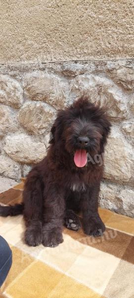 Russian black terrier